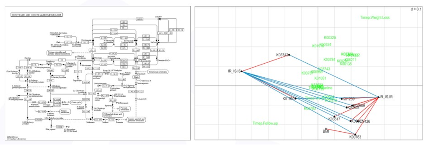 RLQ analysis of nicotinate pathway